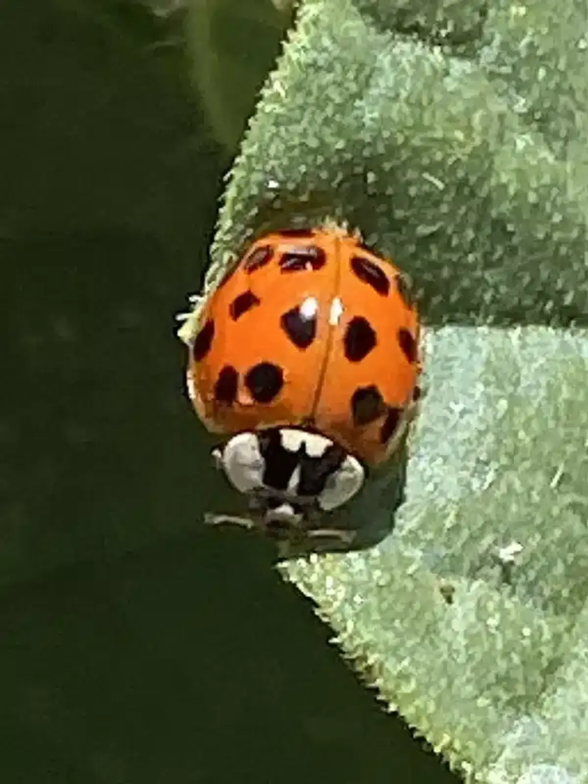 Asian beetle showing the diagnostic black M marking on its head