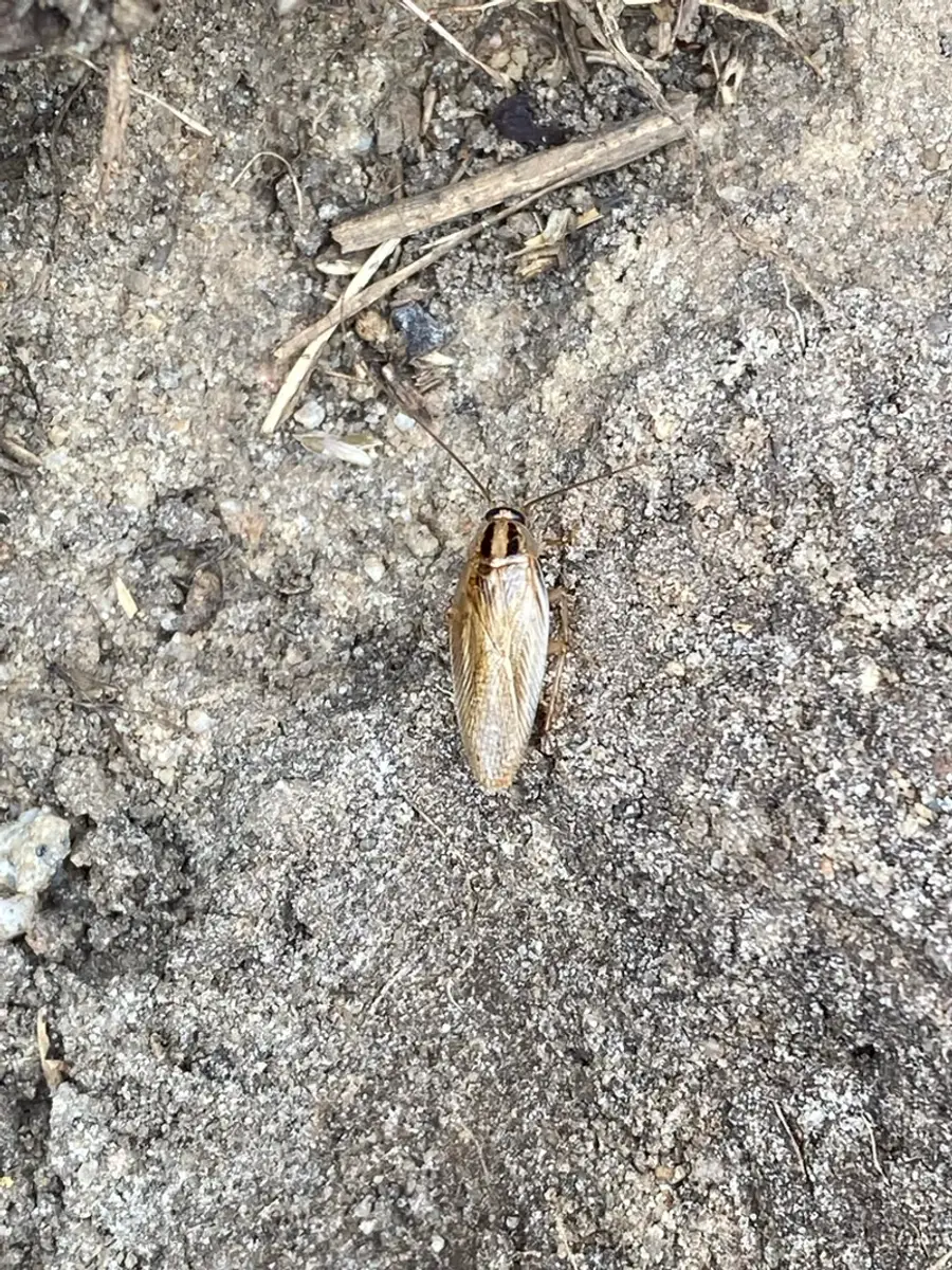 Asian cockroach on ground surface showing lighter coloring and longer wings