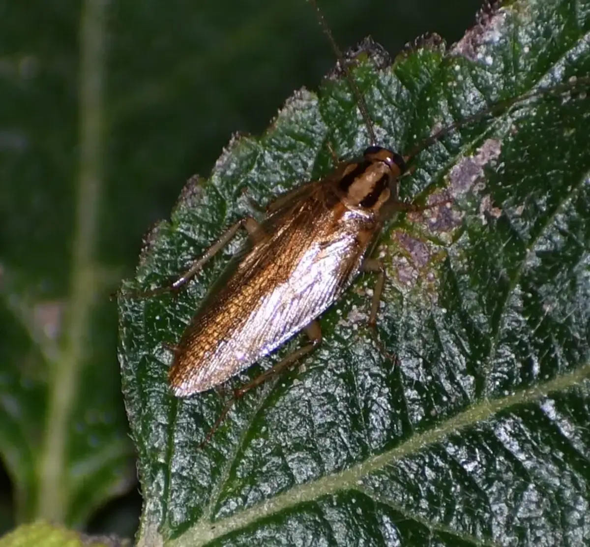 Asian cockroach on a green leaf showing outdoor habitat preference