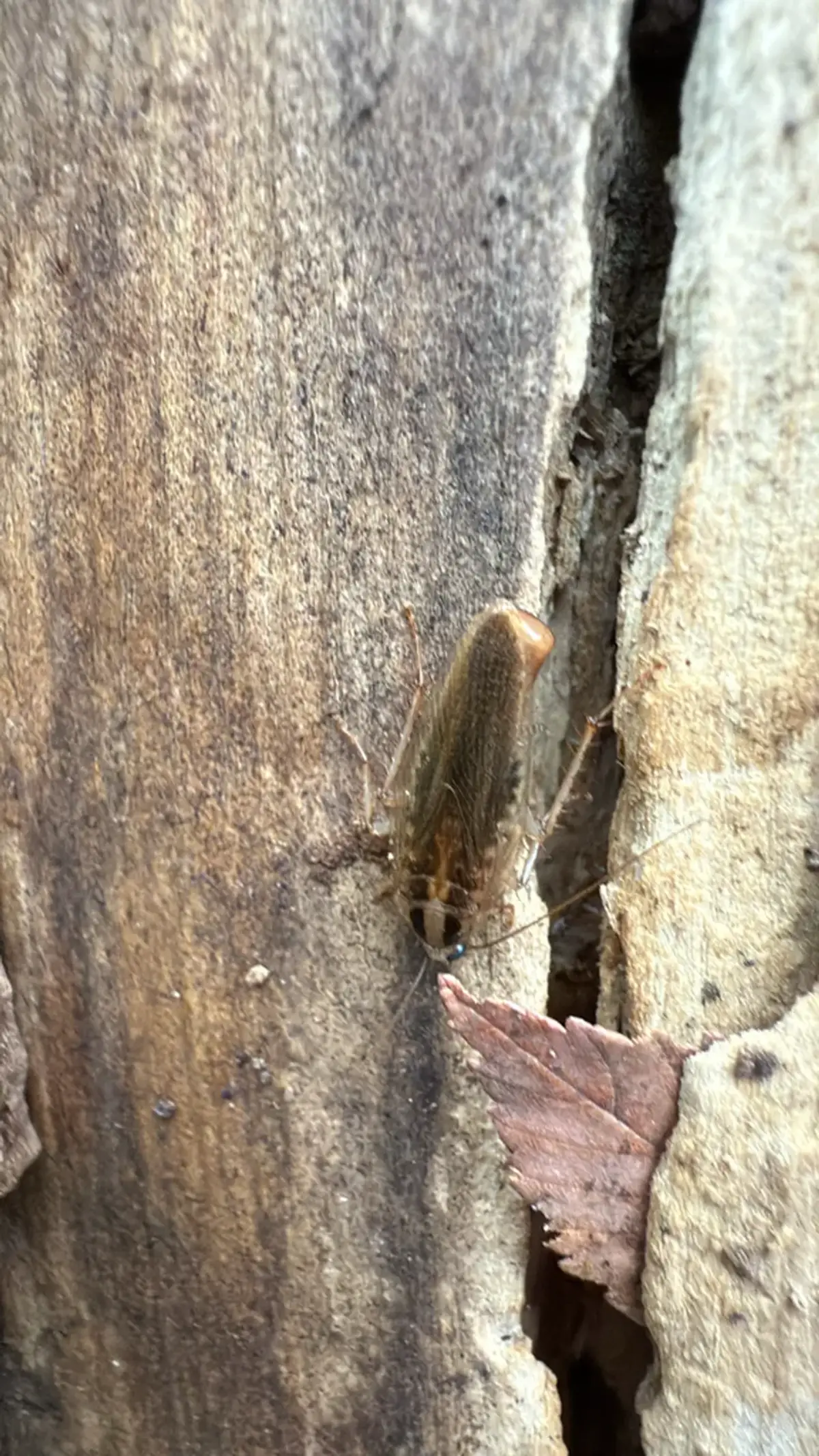 Outdoor habitat typical of Asian cockroach environments