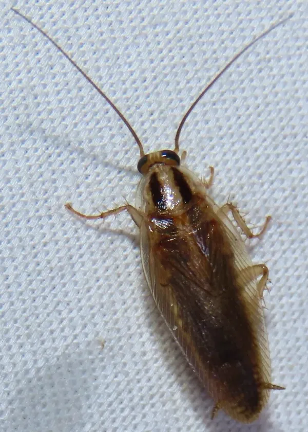 Top-down view of an Asian cockroach showing its tan coloring and two dark parallel stripes on the pronotum