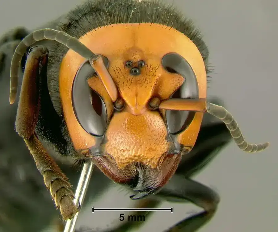 Close-up of an Asian giant hornet