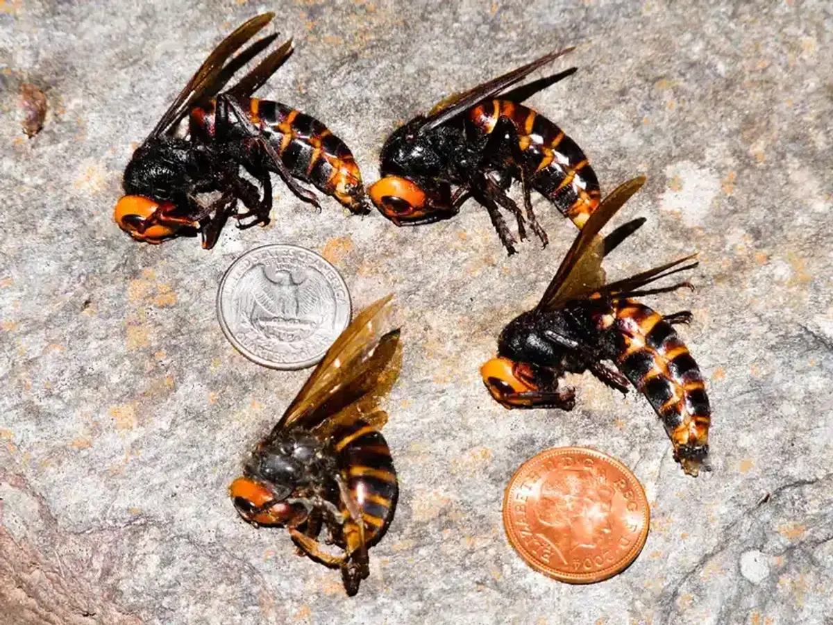 Giant hornet specimens photographed next to coins to show their large size