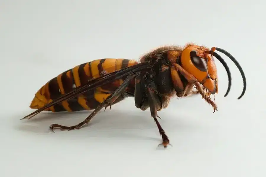 Close-up of an Asian hornet