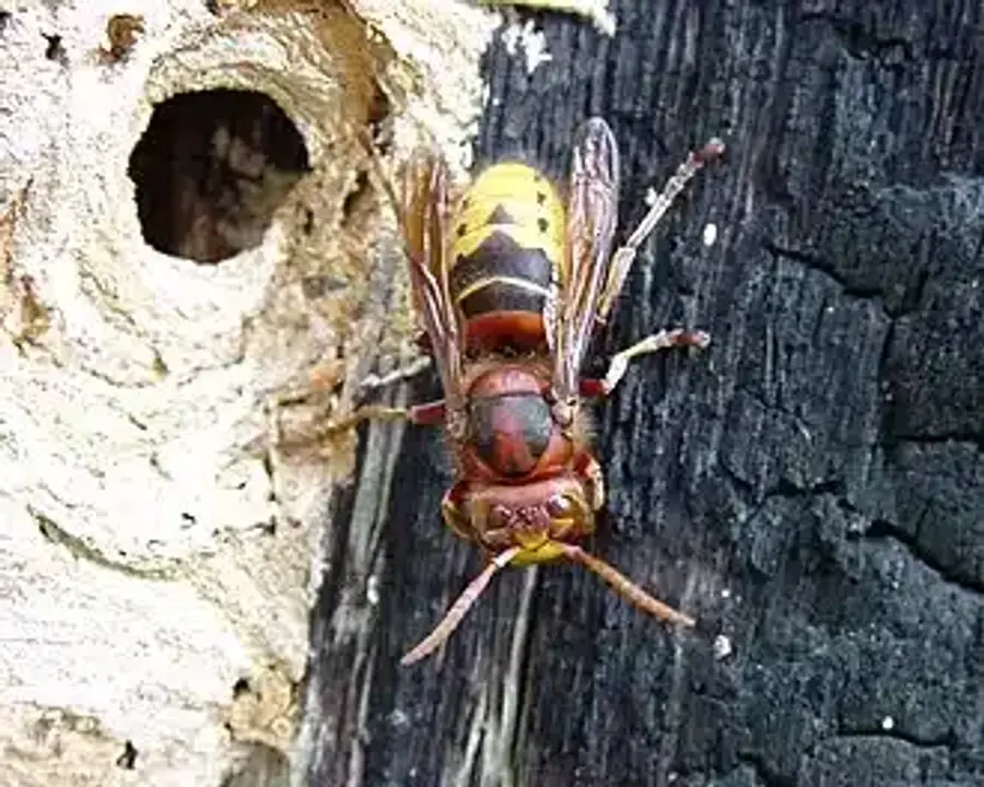 Asian hornet on wood surface