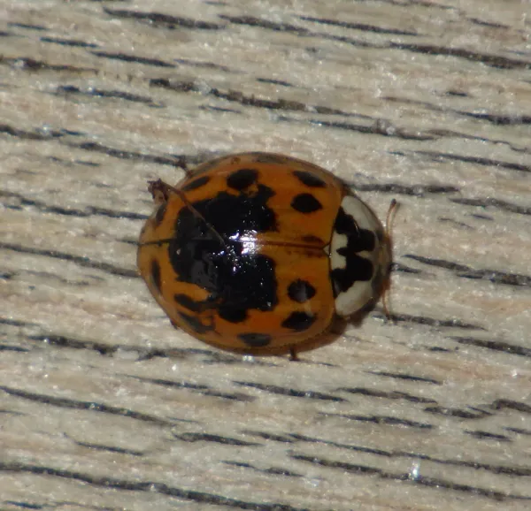 Top-down view of an Asian lady beetle showing orange coloring with black spots and distinctive M-shaped marking on head