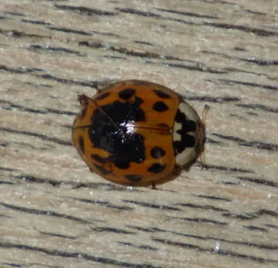 Asian Lady Beetles