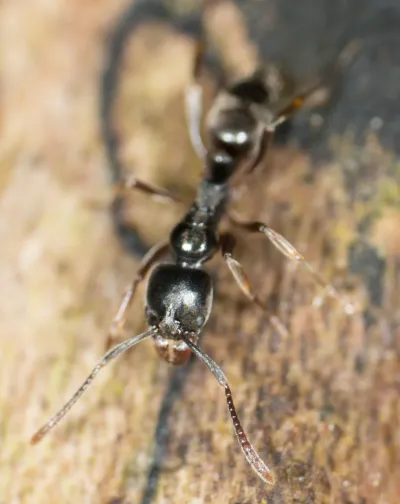Top-down view of an Asian needle ant showing its elongated dark body, segmented thorax, and orange-brown legs and antennae
