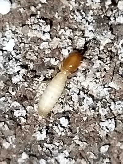 Asian Subterranean Termites