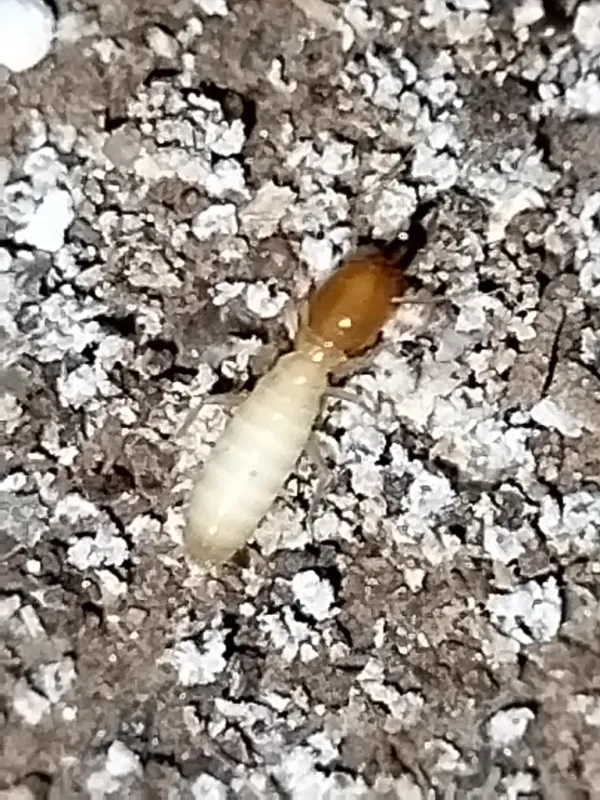 Asian subterranean termite soldier showing characteristic orange-brown head and white body
