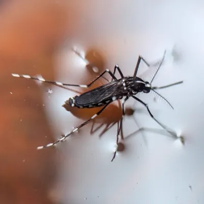 Close-up of an Asian tiger mosquito showing its distinctive black body with white striped markings on legs and thorax