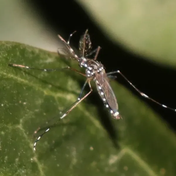 Maryland Mosquitoes: Common Types and When They Come Out