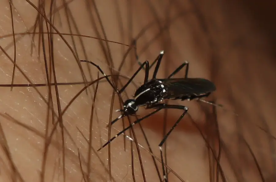 Asian tiger mosquito on human skin showing black and white striped legs