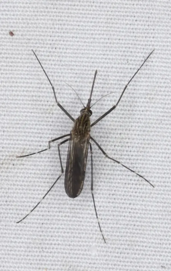 Top-down view of an Asian bush mosquito showing its dark body with golden thoracic stripes and banded legs