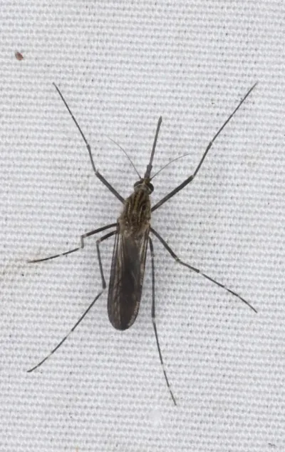 Asian Bush Mosquitoes