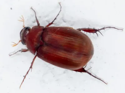 Asiatic Garden Beetles