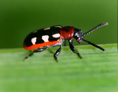 Asparagus Beetles