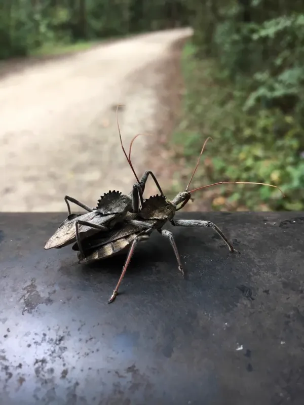 Wheel bug assassin bug showing distinctive gear-shaped crest on thorax