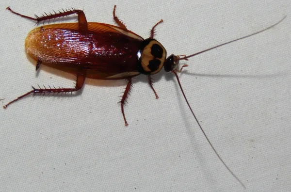 Adult Australian cockroach viewed from above showing reddish-brown body and distinctive yellow band on pronotum