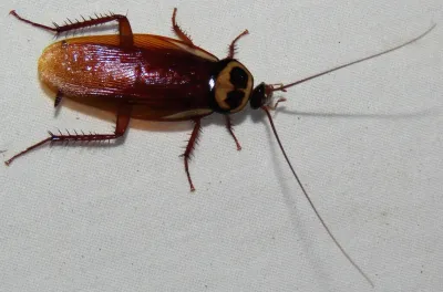 Adult Australian cockroach viewed from above showing reddish-brown body and distinctive yellow band on pronotum