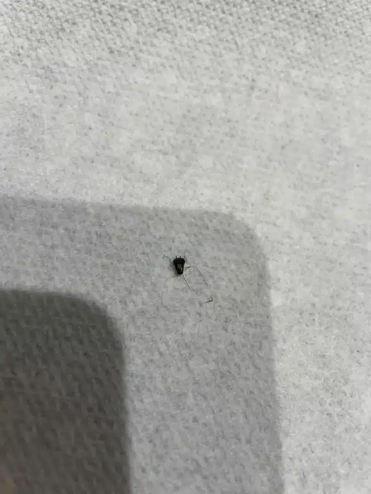 Cockroach nymph showing life stage development