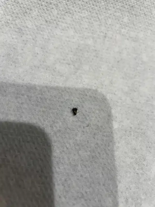 Baby Roaches Look Like This: Spot Cockroach Nymphs Early