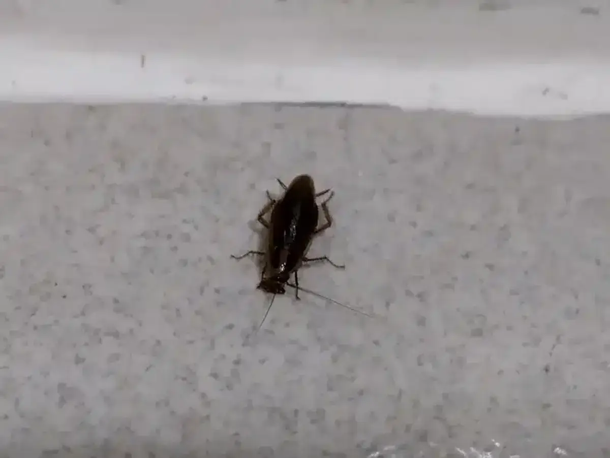 Baby cockroach nymph on an indoor surface