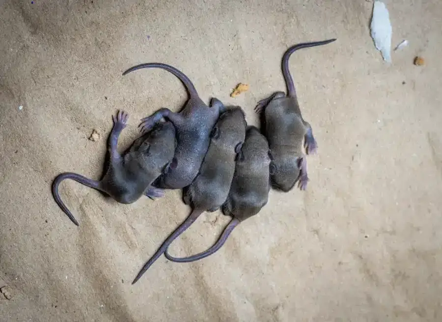 Five shrews on a surface