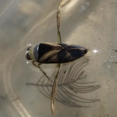 Top-down view of a backswimmer insect floating on water showing its distinctive boat-shaped body