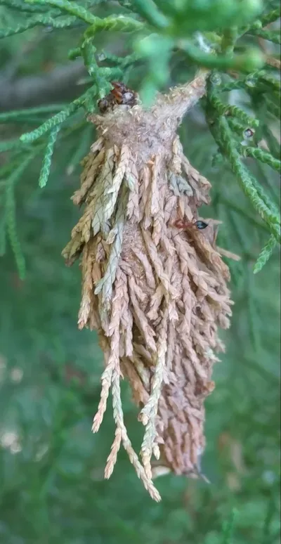 Bagworm case hanging from an evergreen branch showing the characteristic spindle shape