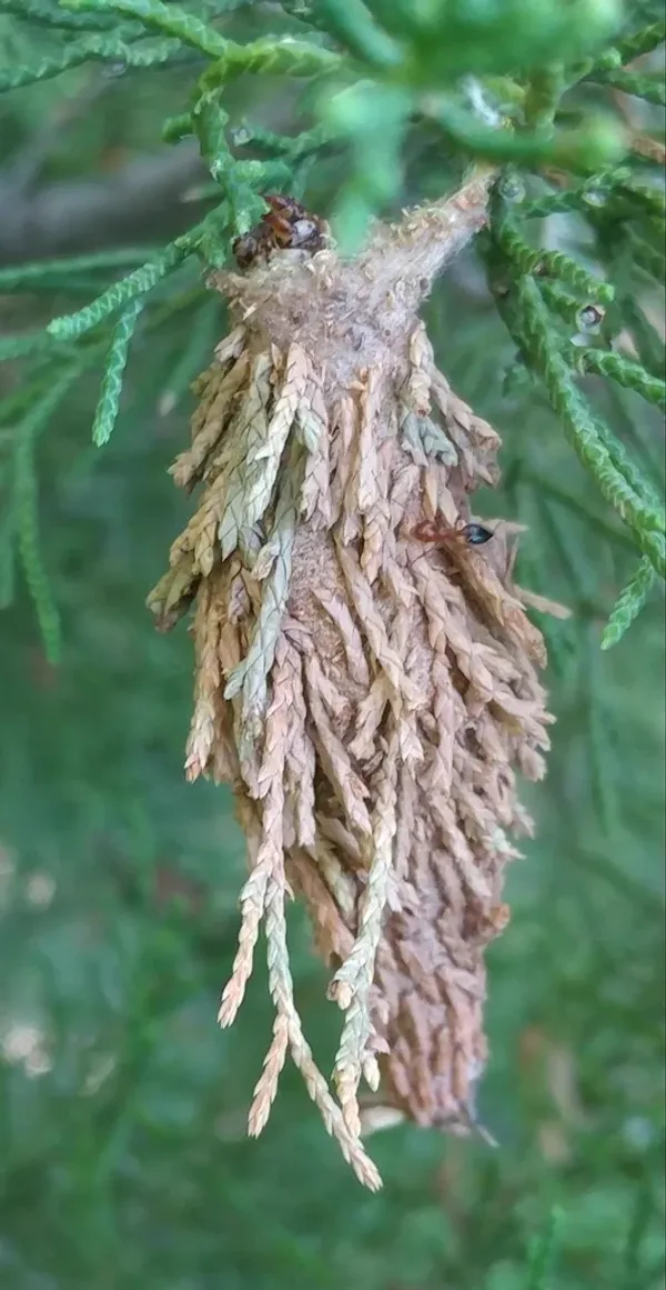 Bagworm case hanging from an evergreen branch showing the characteristic spindle shape
