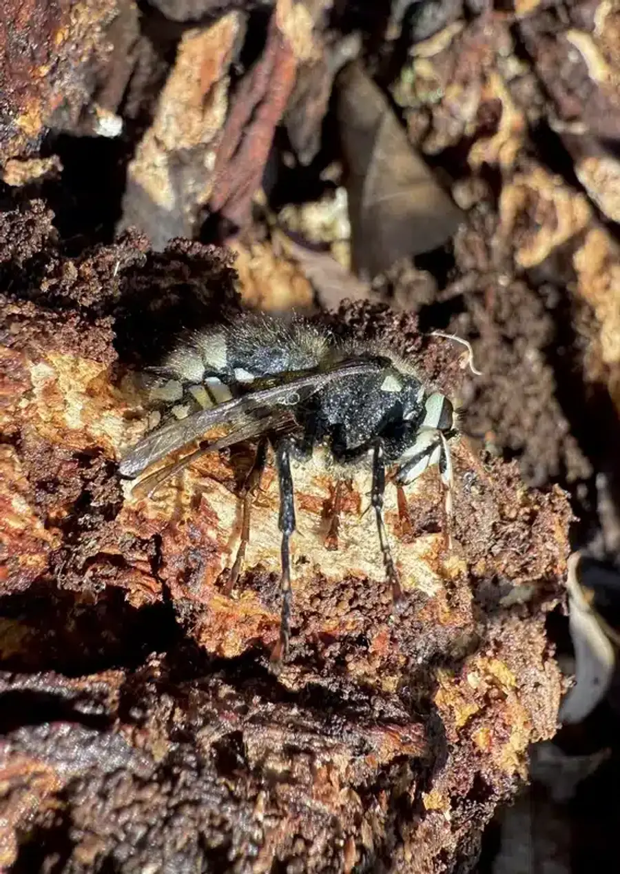 Bald-faced hornet showing white and black markings