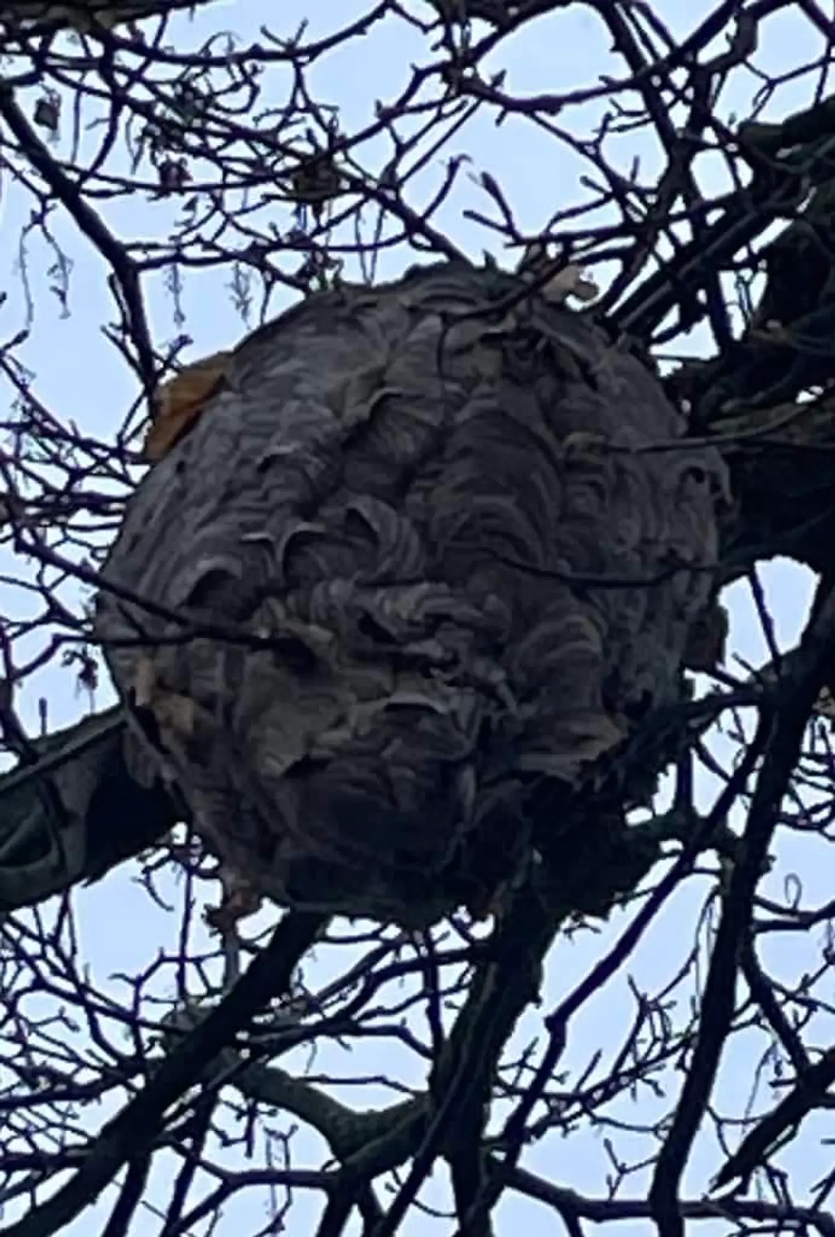 Large grey bald-faced hornet nest hanging in bare winter tree branches