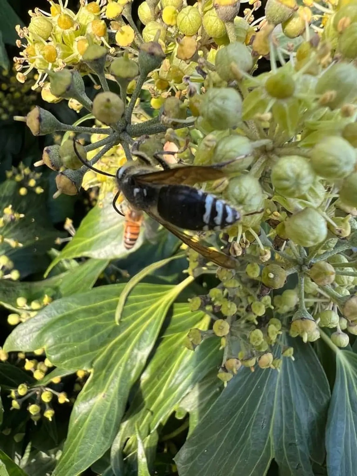 Bald-faced hornet with black and white markings feeding on ivy flowers beside a honey bee