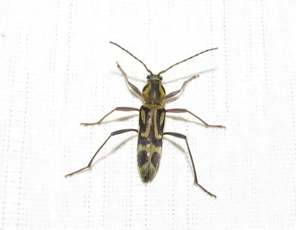 Bamboo borer beetle viewed from above showing its long antennae and yellow body marked with black bands