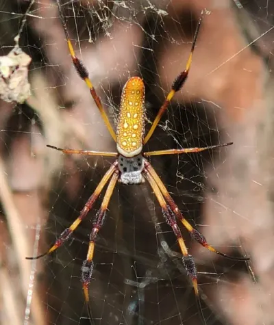 Female banana spider (golden silk orbweaver) viewed from above in her web, showing the yellow spotted abdomen and orange legs with dark tufts