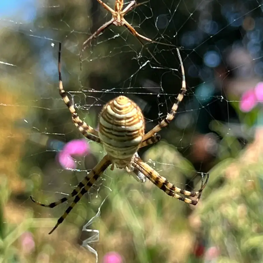 Banded garden spider with a pale yellow abdomen covered in thin black stripes