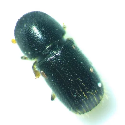 Bark Beetles