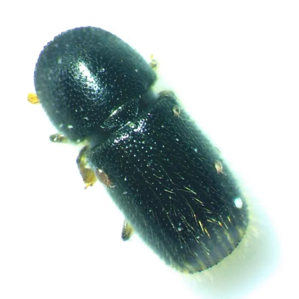 Top-down view of a dark bark beetle showing its cylindrical body shape and textured wing covers
