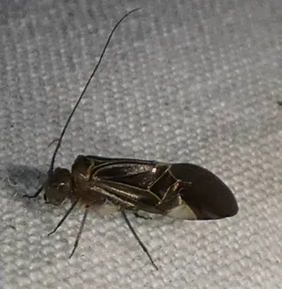 Adult barklouse showing wings and long antennae from top-down view