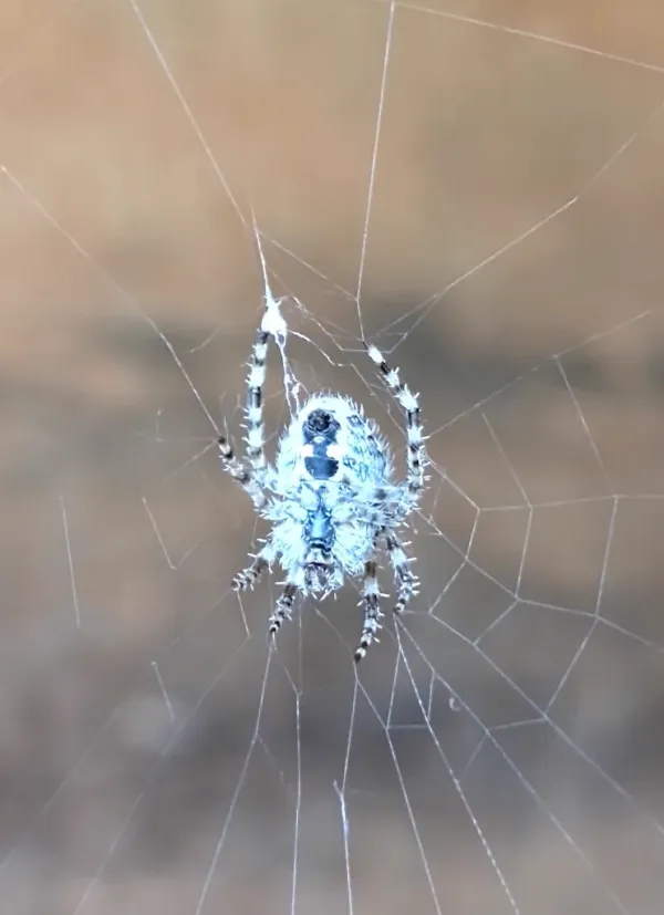 Barn spider centered in its orb web showing characteristic round abdomen and striped legs