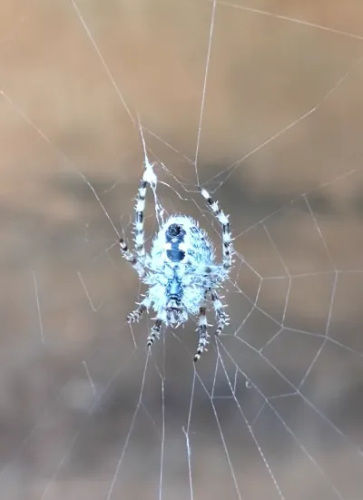 Barn spider centered in its orb web showing characteristic round abdomen and striped legs