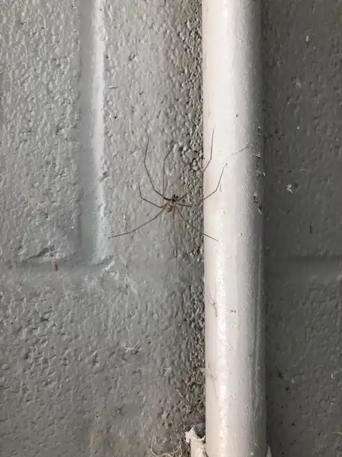 Spider positioned near pipes and entry points in basement