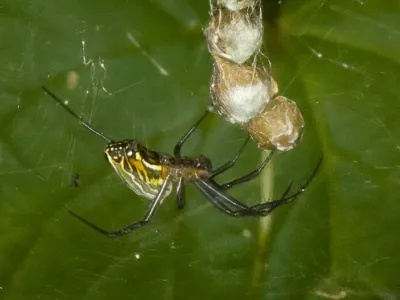 Basilica Spiders