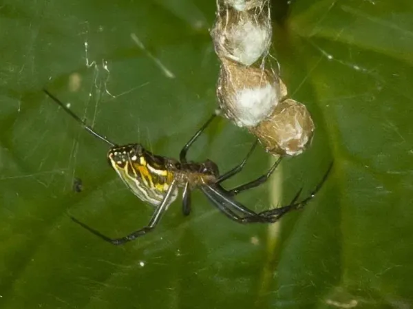 Basilica spider with a yellow and white striped abdomen hanging below its string of egg sacs