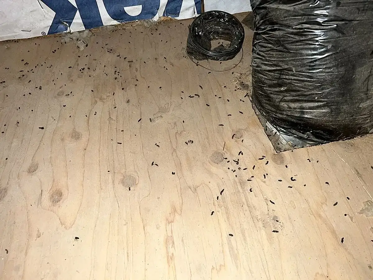Dark bat droppings scattered across plywood attic flooring next to insulated ductwork
