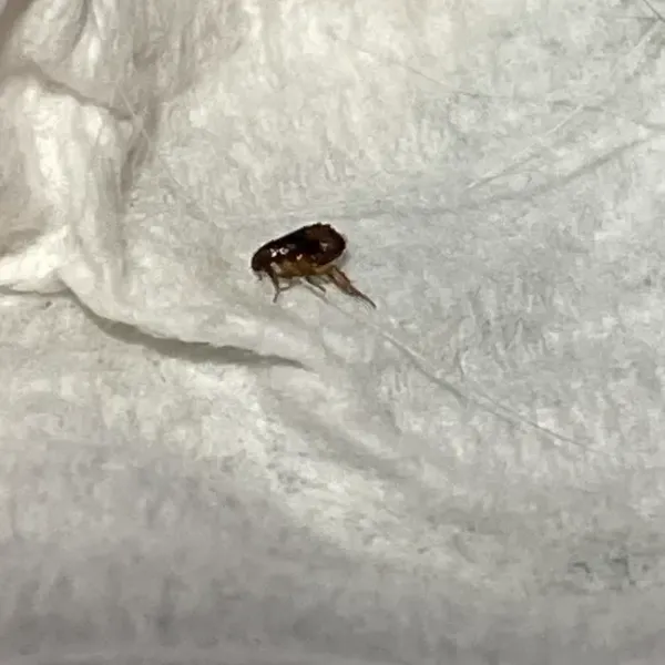 Close-up of a flea showing its dark brown body and powerful hind legs
