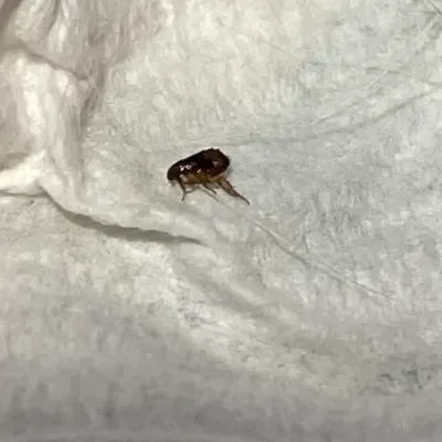 Close-up of a flea showing its dark brown body and powerful hind legs