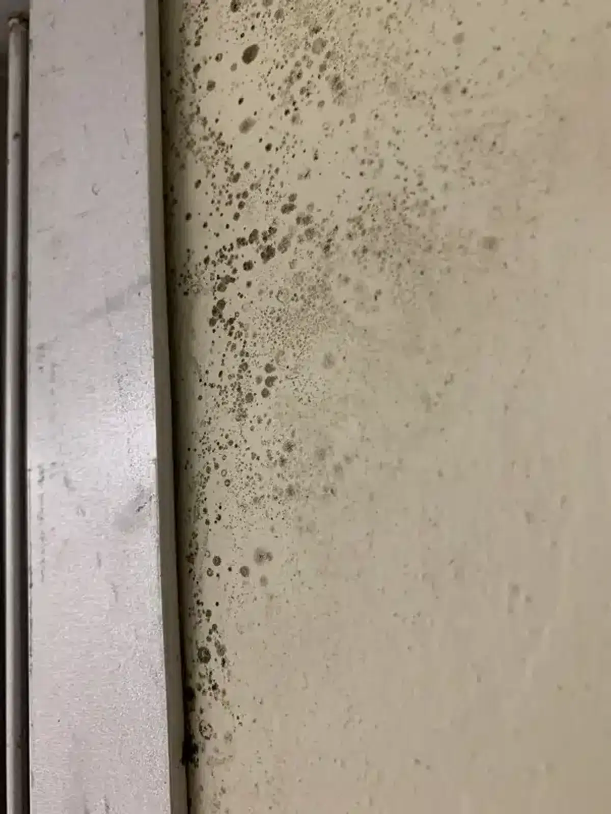 Bathroom wall showing mold growth