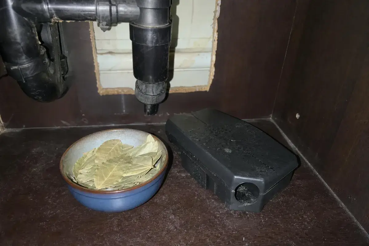 Bowl of dried bay leaves under a kitchen sink near an open gap around the drain pipe